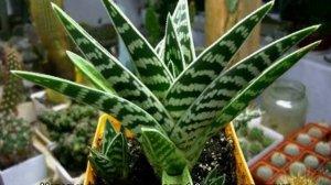 Алоэ пестрое или тигровое — что это за цветок