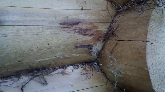 Баня из бревна, ручная рубка смотреть онлайн