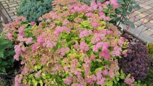 Японские спиреи в саду. Спирея японская Широбана, Меджик Карпет® / Вальбума® , Голдфлейм.