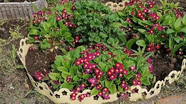 Красивый полисадник у подъезда ? смотреть онлайн