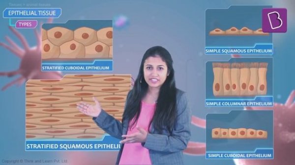 Epithelial Tissue - Types and Functions I Class 9 I Learn with BYJU'S