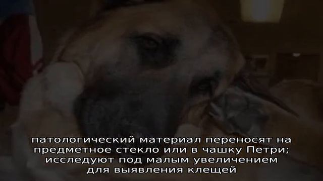 Уникальные ресницы для уникальной женщины