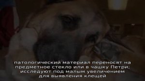 Лечение и профилактика подкожного клеща у собак