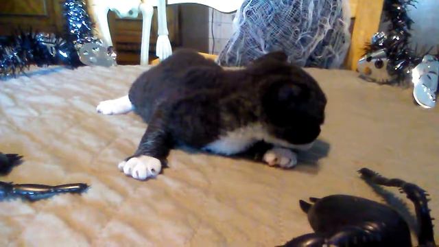 Mittens teddy rex minskin kitten смотреть онлайн