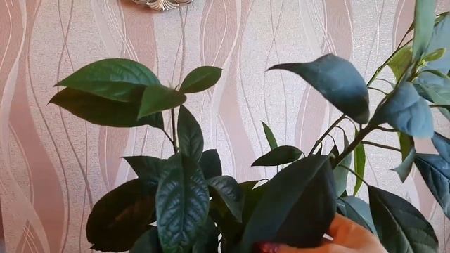 Авокадо дома Уход Выращивание Обрезка Результат avocado seed care Из косточки! смотреть онлайн