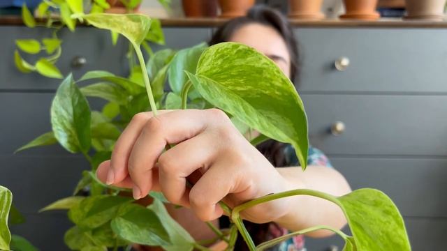 Самое неприхотливое комнатное растение! / Мои эпипремнумы смотреть онлайн