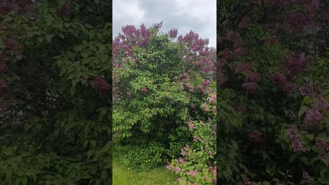 Сиреневый сад в Москве! #сирень #сиреневыйсад #красавицамосква #цветениесирени смотреть онлайн