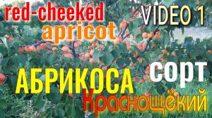 АБРИКОС Краснощёкий. 1 серия. Вкусный, Красивый СОРТ. Второй год Плодоношения.