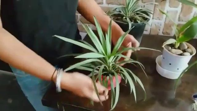 Benefits of dragon plant (dracaena marginata ) care and how to grow from cuttings смотреть онлайн