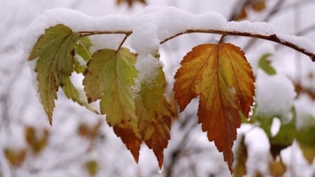 " Первый снег " смотреть онлайн