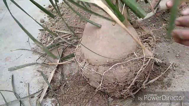How to repot Nolina plant/ नोलिना पौधे की रि-पोटिंग । смотреть онлайн