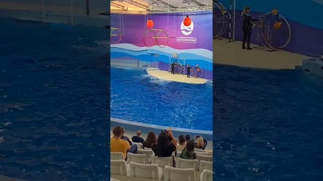 Дельфинарий город Сочи смотреть онлайн