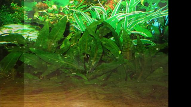 Nature Of Estonia[Природа Эстонии] :-)