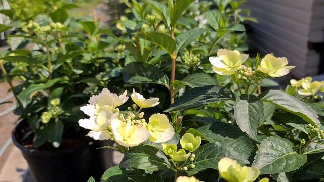 Сбежавшая Невеста. Когда красота требует усилий смотреть онлайн