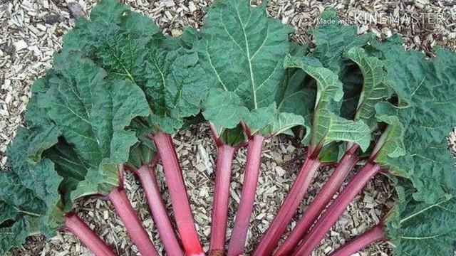 Ревень смотреть онлайн