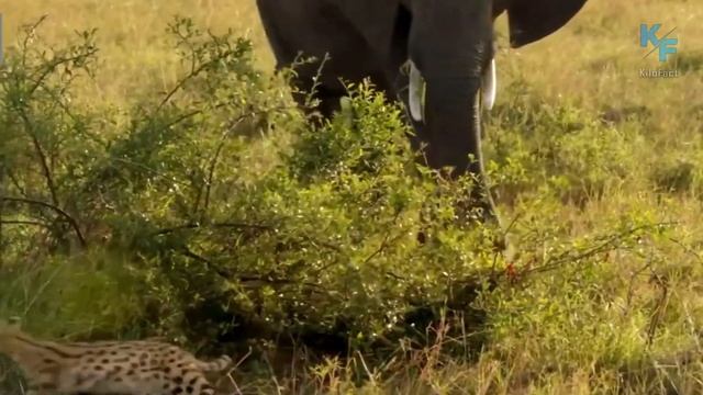 Сервал – сила и грация африканских диких кошек.  Сервал в деле.