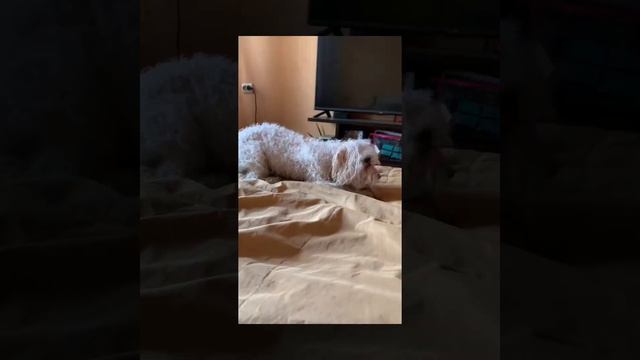 Анатолий Павлович смотреть онлайн