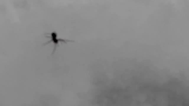 Пауки зимой выходят на охоту смотреть онлайн