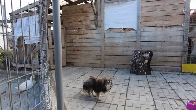Спасение животных/ Собачку привезли усыплять в приют для бездомных животных в мусорном мешке смотреть онлайн
