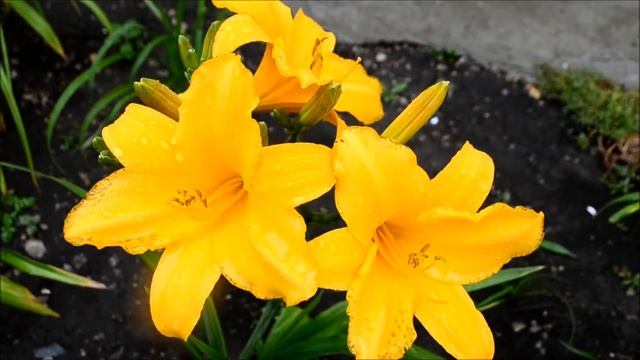 Лилейники. Цветущие лилейники 5 сортов. Цветок лилейник во время дождя смотреть онлайн