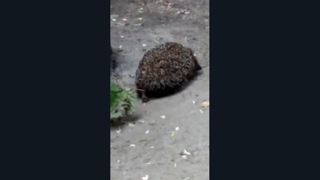 МИЛЫЙ-МАЛЕНЬКИЙ ЁЖИК смотреть онлайн