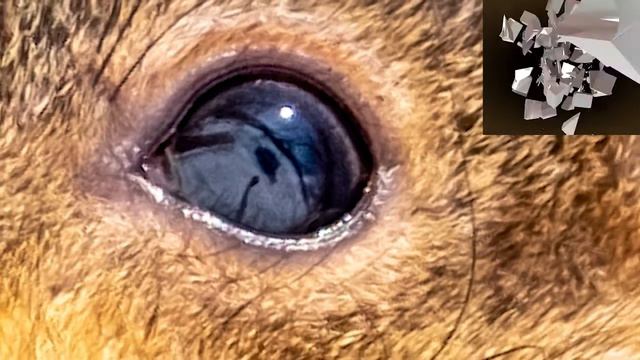 Чей это глаз? Сможешь угадать? Тест №2 смотреть онлайн