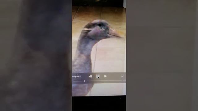 Самая умная Утка в мире смотреть онлайн