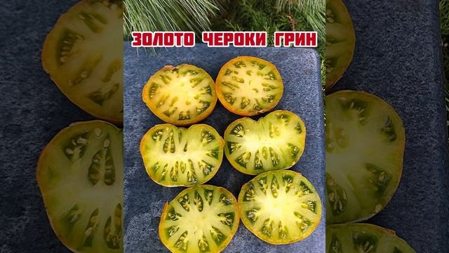 Зеленоплодные урожайные томаты. смотреть онлайн