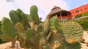 КАНИКУЛЫ В МЕКСИКЕ 26 ВЫПУСК