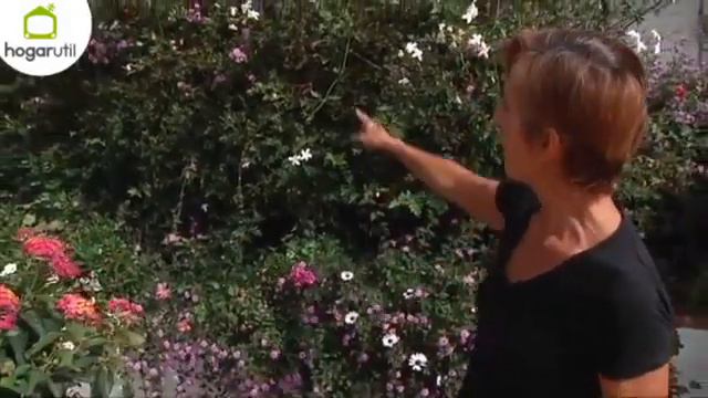 Características de la Lantana - Jardinatis смотреть онлайн