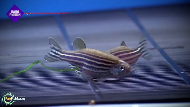 Самые маленькие аквариумные рыбки ТОП 40+ смотреть онлайн