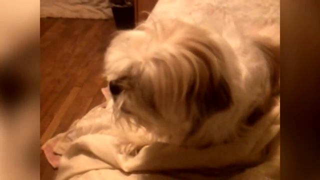 The Life of Pets - Dogs Love To Sing | #thatpetlife смотреть онлайн