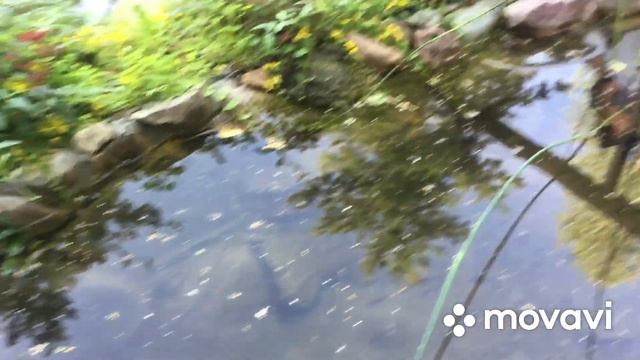 Лавочка мечты :) Дорожка плавучих камней. смотреть онлайн