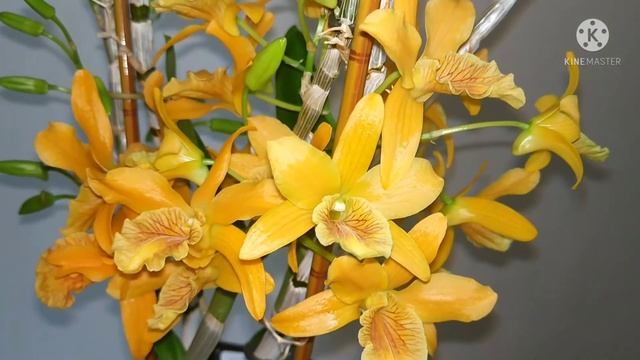 Дендробиум Стардаст / Dendrobium Stardust смотреть онлайн