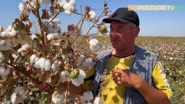 КАК ВЫРАЩИВАЮТ ХЛОПОК?! #хлопок #уборкахлопка #бизнес смотреть онлайн