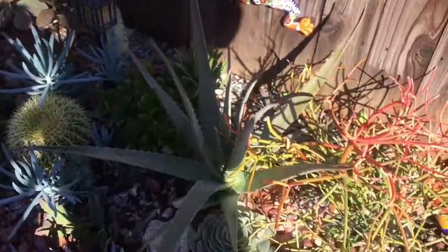 Protecting Succulents and Cacti from Cold Temperatures смотреть онлайн