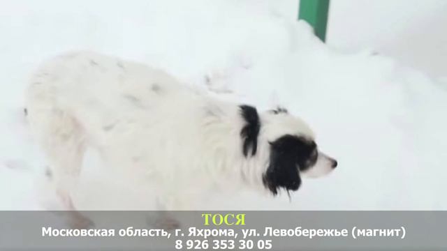 Пропала собака! ТОСЯ. Московская область, г. Яхрома, ул. Левобережье (магнит) смотреть онлайн