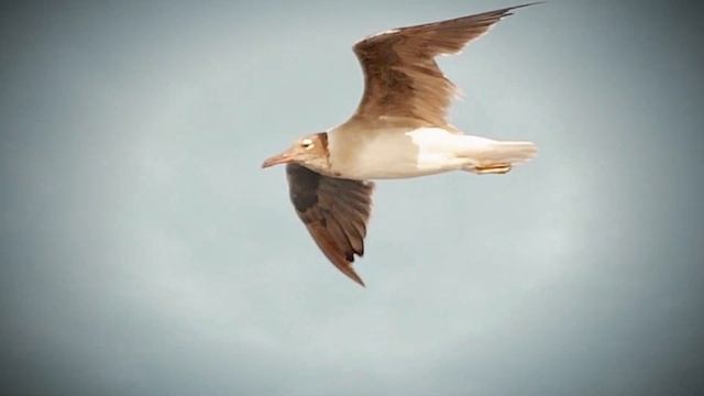 Поздравь меня: завершена строка. Автор Владимир Соколов .Поэза о крыльях , до слез смотреть онлайн