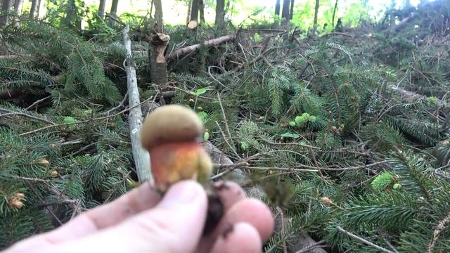 Hríb zrnitohlúbikový - Neoboletus luridiformis смотреть онлайн
