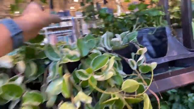 Live plant shopping at Lowe’s Las Vegas ￼!!! смотреть онлайн