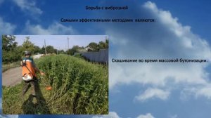 Ядовитые и опасные растения Крыма