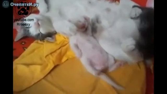 The sleeping kitten ^ + ^ Забавный котенок) смотреть онлайн