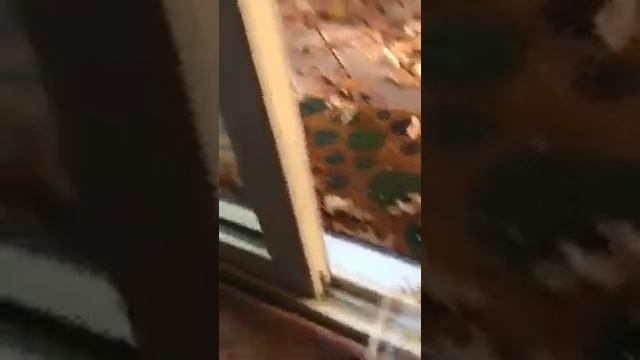 Бравый Бурундук и Скромница Белка смотреть онлайн