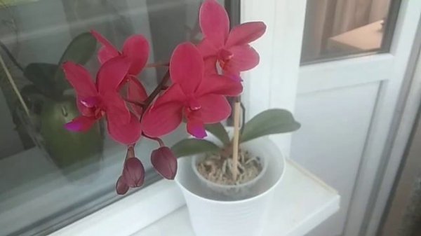 Фаленопсис Сокровище Будды! Phal. Buddha's Treasure