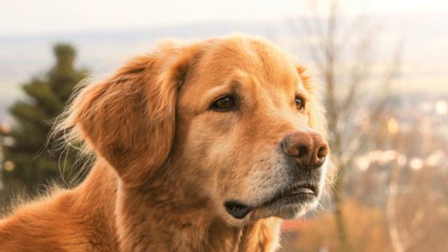 Hovawart: aspetto cane, caratteristiche, prezzo смотреть онлайн