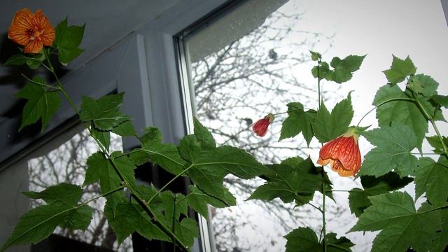 Абутилон или домашний клён. Популярное комнатное растение. смотреть онлайн