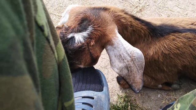 Коза ластится, как кошка смотреть онлайн