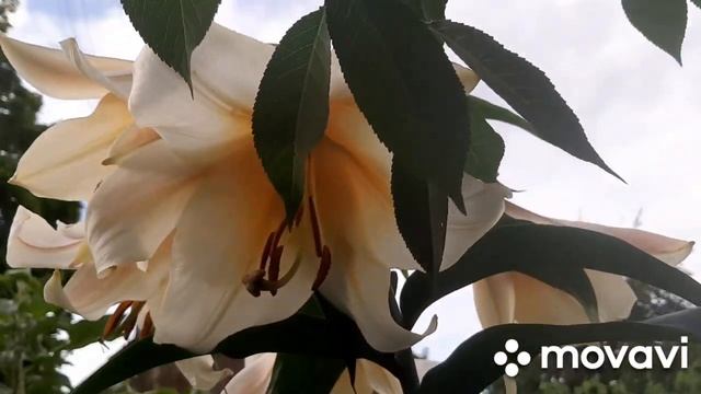 ЛИЛИЯ ОТ ГИБРИД GARDEN AFFAIR смотреть онлайн