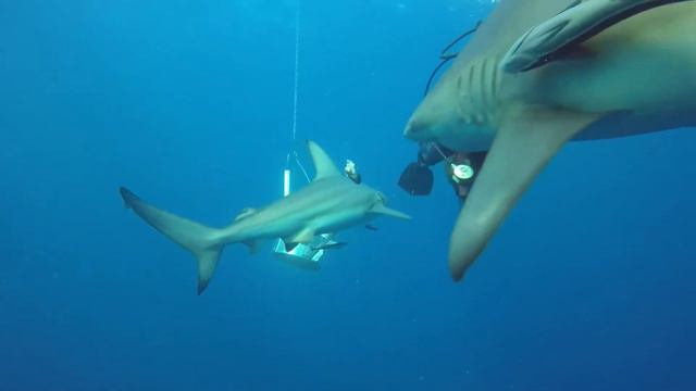 Protea Banks Shark Dive смотреть онлайн