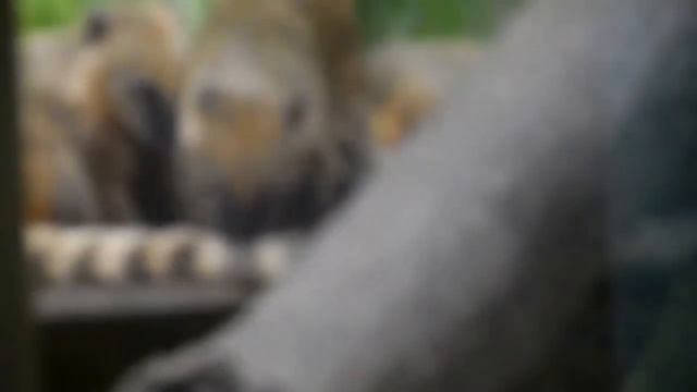 НОСУХА ЧИСТЮЛЯ тщательно вытирает пыль смотреть онлайн